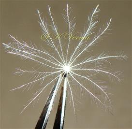  Pappus